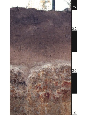 Sodosol soil in Leyburn, Queensland.