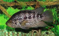 Adult jaguar cichlid