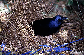 Satin bowerbird