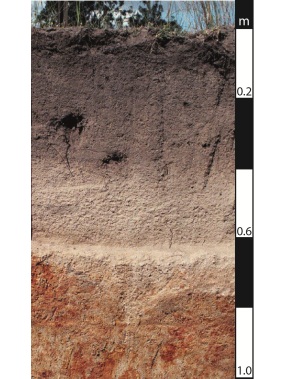 Kurosol soil in Proston, Queensland. 