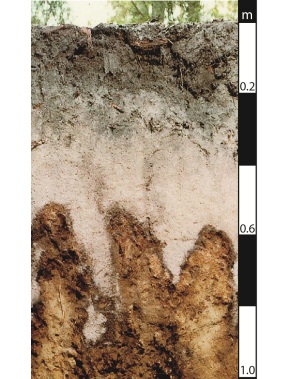 Podosol soil in Maryborough, Queensland.