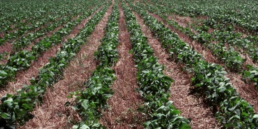 Conservation cropping practices—a soybean crop planted directly into wheat stubble without any prior tillage