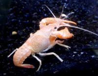 Acquarium red swamp crayfish