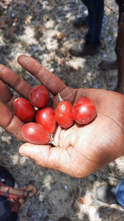 Photo of bush tucker, on-country ecological survey