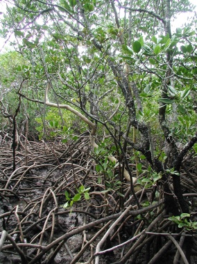 A healthy mangrove forest, with the dark blue-grey soil colours common to undisturbed acid sulfate soils