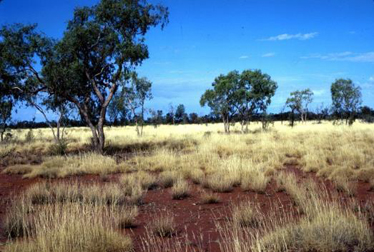 Triodia basedowii hummock grassland with Corymbia terminalis and Grevillea striata emergents, South of Jundah, CHC.