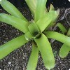 Bromeliad