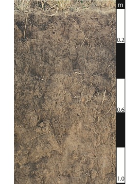 Dermosol soil in Wivenhoe Pocket, Queensland. 