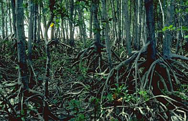 Rhizophora stylosa closed forest, Mouth of the Bizant River, CYP.