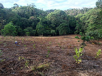 Undertaking ecological burn on Avoid Island Nature Refuge to enhance ecosystem regeneration.