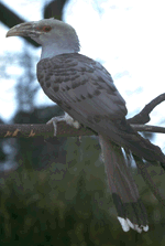 Channel-billed cuckoo.