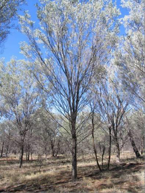 Mulga near Augathella