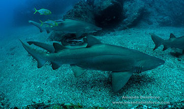 Image of grey nurse sharks in the gutters at Wolf Rock. Image: Amanda Delaforce.