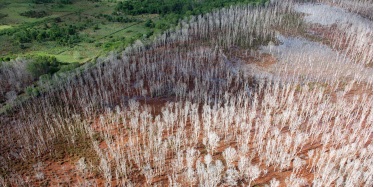 Iron staining and dead vegetation due to disturbance of acid sulfate soils