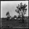 Wilson's cattle farm near Warwick