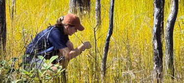 Photo of Ranger in grassland closely inspects vegetation.