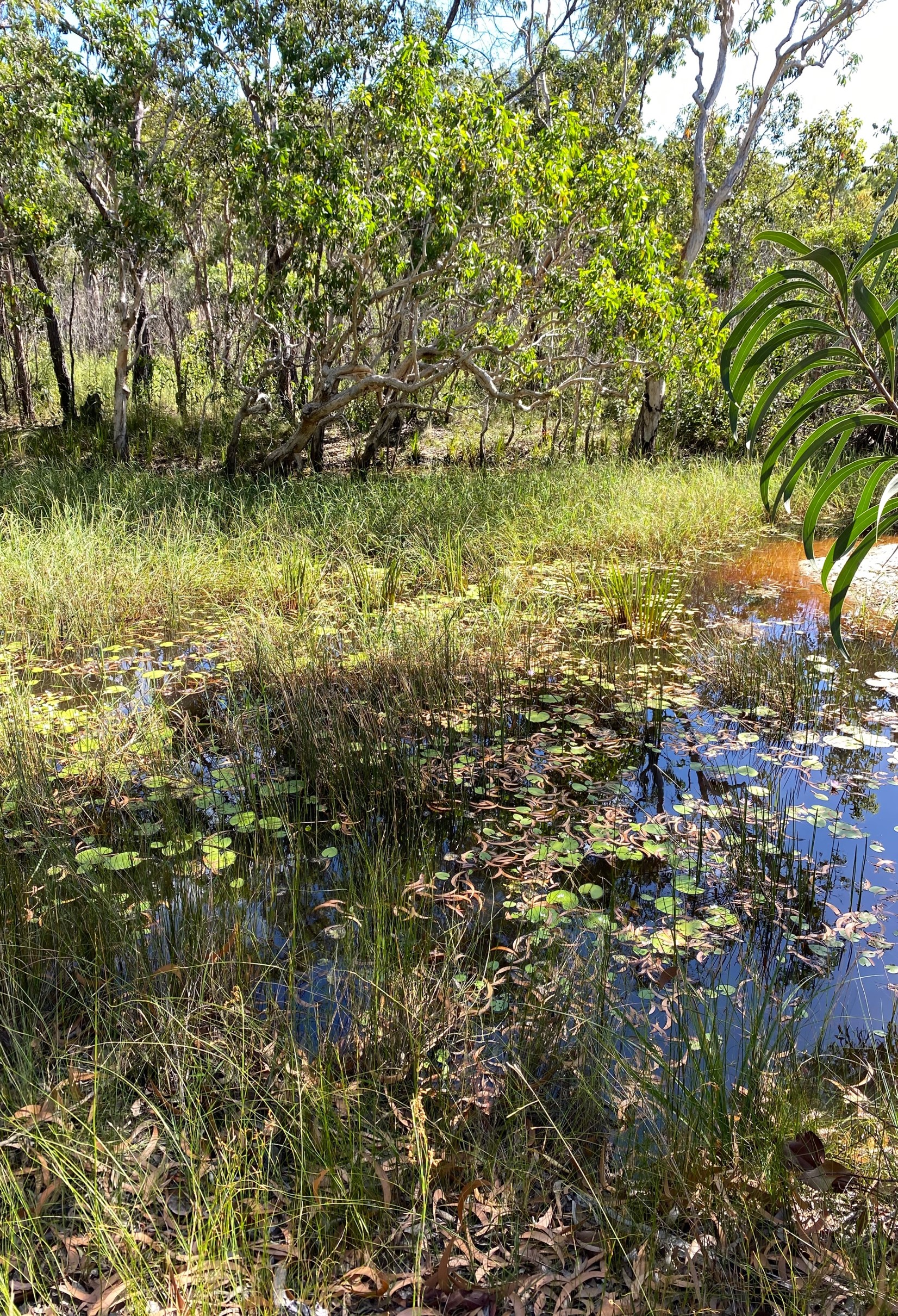 Clear water lagoon with sedges growing around edge