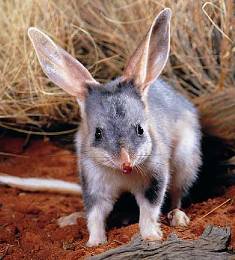 Photo of a bilby