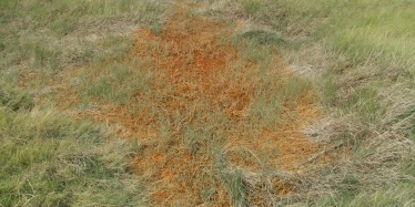 Iron staining on the surface of an acid sulfate soil