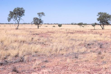 Astrebla spp.tusock grassland wooded with Atalaya hemiglauca and Acacia cambagei, near Longreach, MGD.