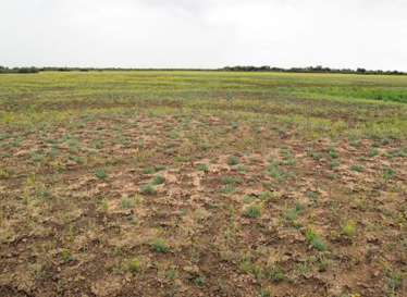 Forbland on alluvial plain, Eyre Creek, CHC.