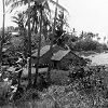 Houses on the beach at Erub Island, 1949