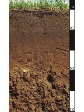 Chromosol soil in the Brisbane Valley, Queensland.