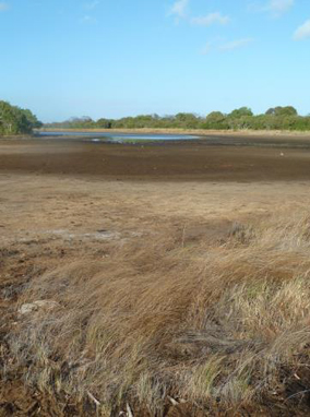 Fimbristylis sp. sedgeland, South of Bathurst Heads along edge of narrow salt pan, CYP.