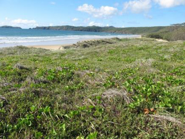 Spinifex sericeus and Ipomoea pes-capre closed tussock grassland, Shoalwater Bay Training Area, Five Rocks Beach, CQC.