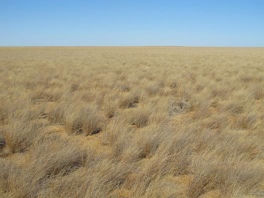 Eragrostis setifolia grassland on alluvial plan, near Bedourie, CHC. 