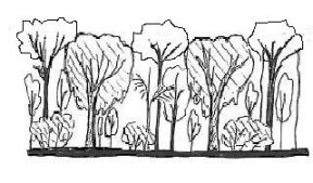 State 4: Exotic trees +/- native trees