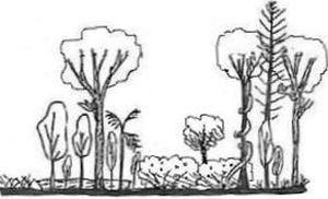 State 3: Rainforest with extensive canopy gaps and understorey weeds