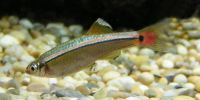 white cloud minnow 