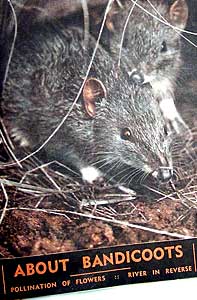 Nocturnal northern brown bandicoots—rarely seen in a good light.