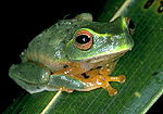 Photo of dainty green treefrog.