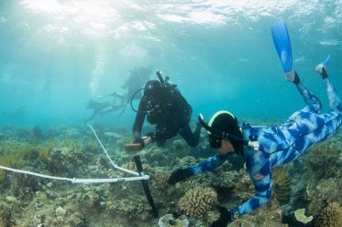 Photo of two rangers dive underwater looking at coral on the Great Barrier Reef.