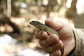 Nangur spiny skink