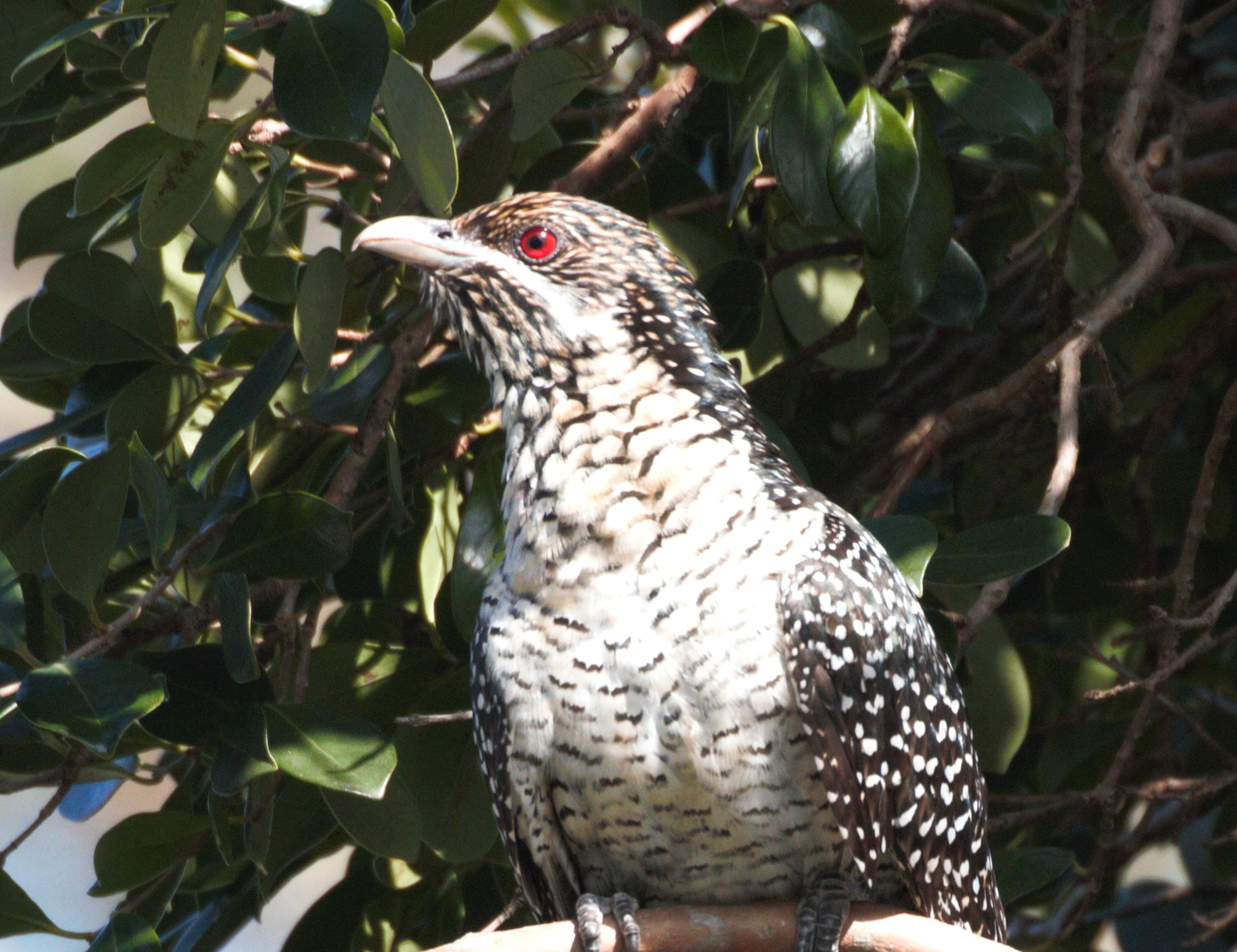 Female koel