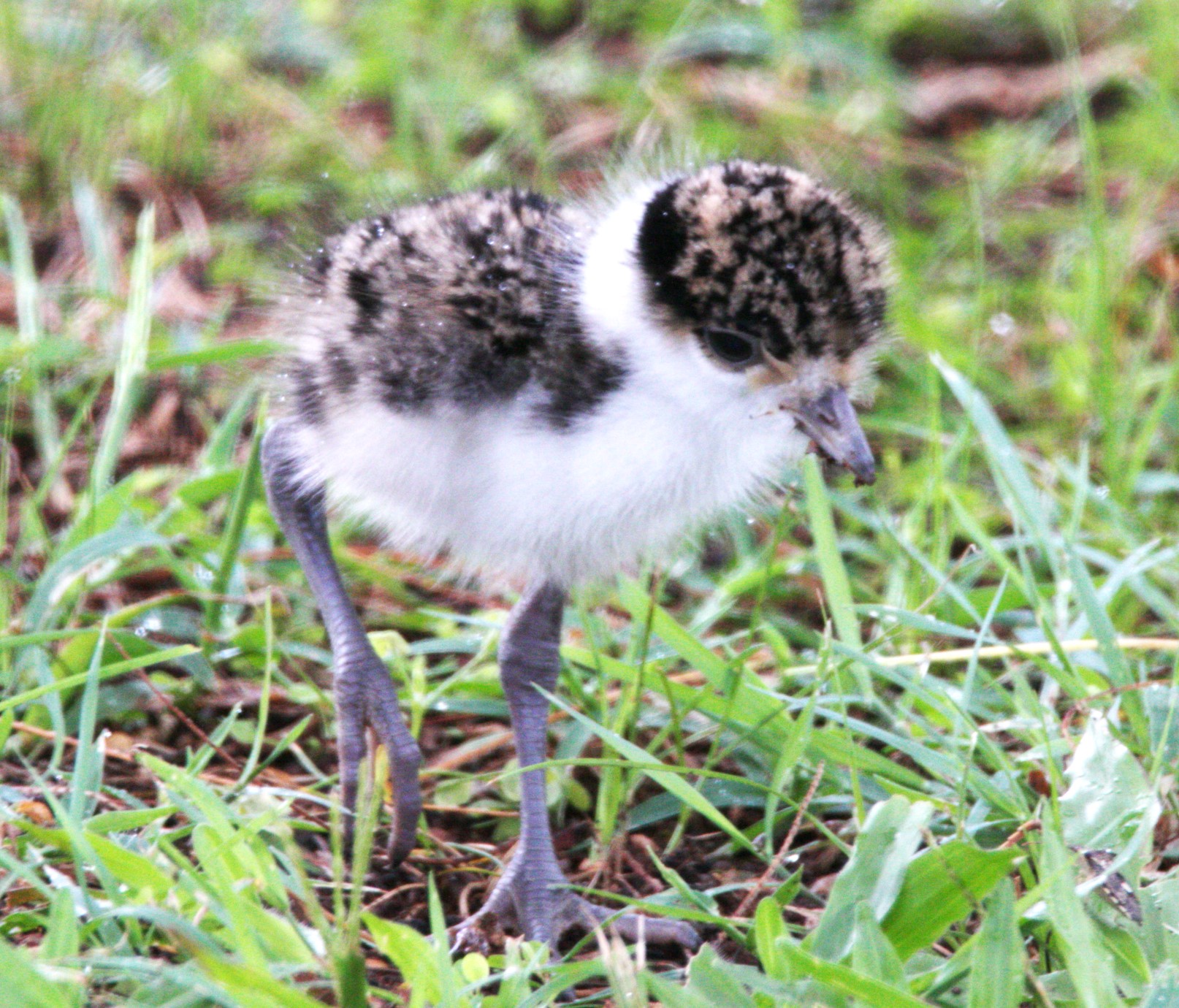 Masked lapwing baby