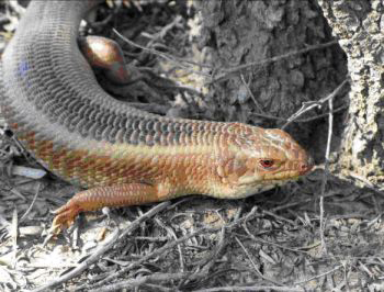 Yakka skink