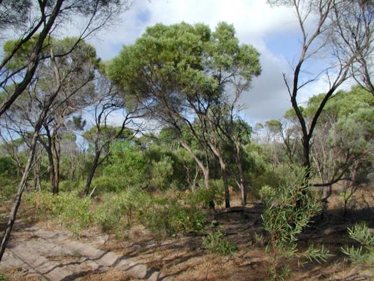 Acacia torulosa and Syzygium suborbiculare low open forest in swale between old dunes, near Ninian Bay, Cape Melville NP, CYP.