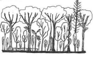 State 7: Rainforest with closed canopy adjacent to open area