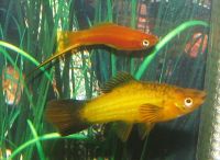 Swordtail