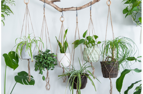 A row of plants lined up for sale