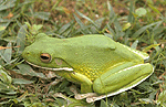 Photo of white-lipped tree frog.