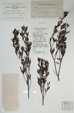 A specimen collected by Banks and Solander in 1770