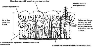 Diagram of wet rainforest structure