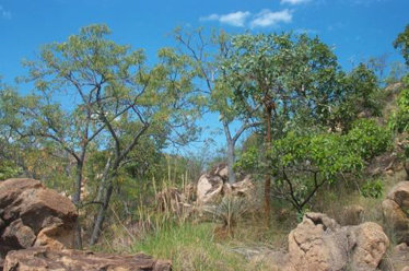 Cochlospermum gregorii, Corymbia peltata and Pleiogynium timorense open woodland on rocky granite hills, near Kidston Mine Dam, EIU.