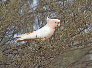 Major Mitchell\'s cockatoo