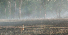 Bushfire safety